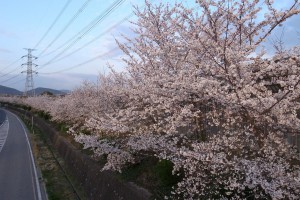 中央高速沿いの桜-2